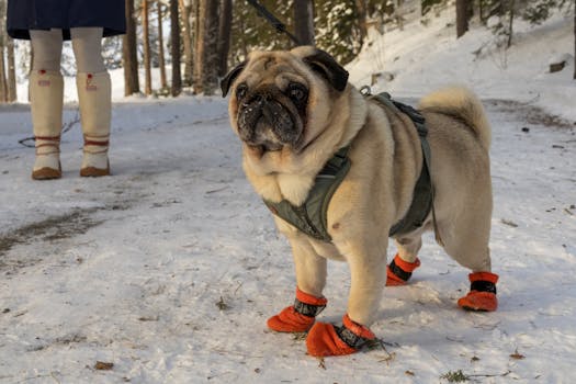 Best Winter Boots for Dogs in 2026