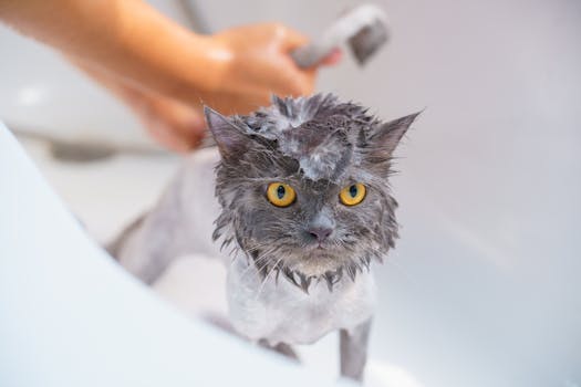 Best Flea Prevention for Cats in 2026