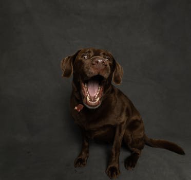 Best Gourmet Dog Treats in 2026