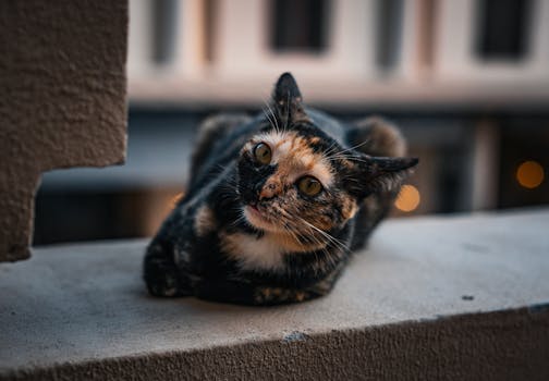 Best Grain Free Cat Food in 2026