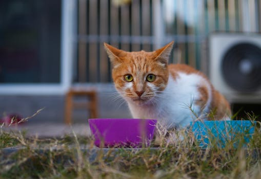 Best Natural Cat Food with Clean Ingredients