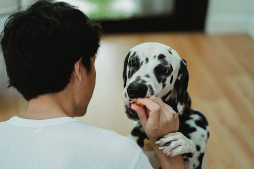 Best Puppy Training Treats in 2026