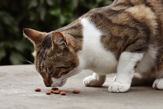 Best Raw Cat Food in 2026