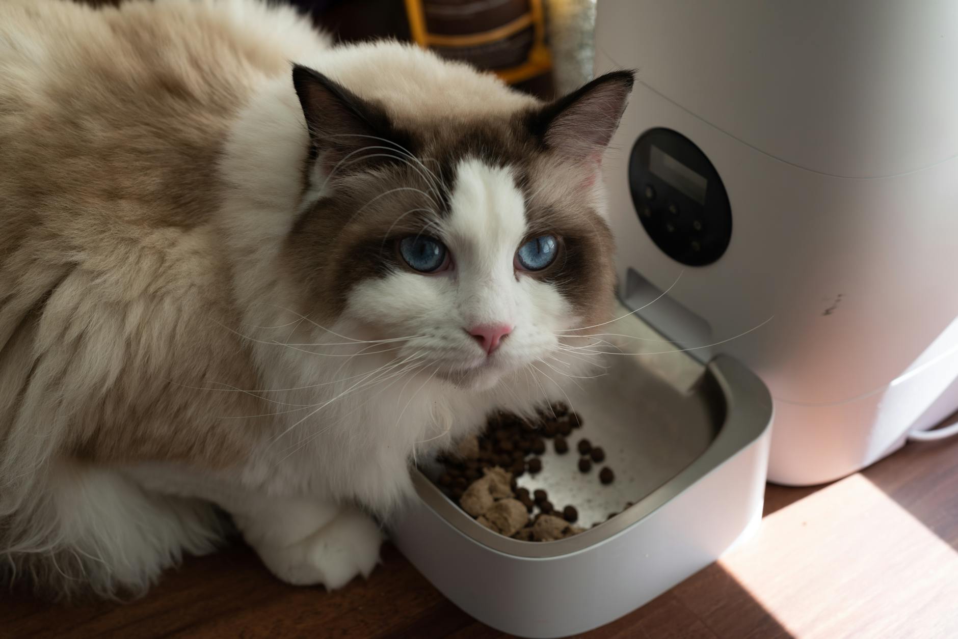 Best Automatic Cat Feeders in 2026
