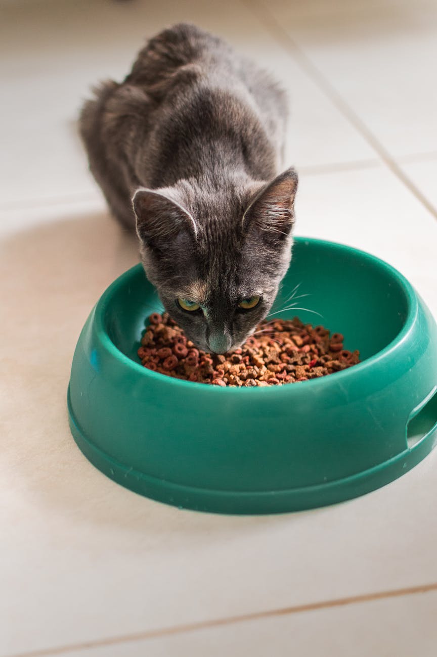 Best Cat Food for Indoor Cats in 2026