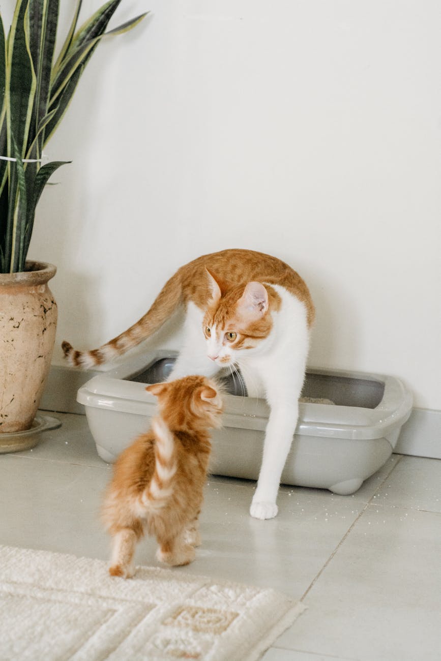 Best Cat Litter for Odor Control in 2026