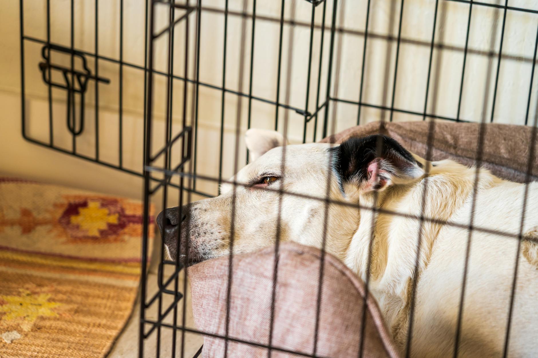 Best Dog Crates for Large Dogs in 2026