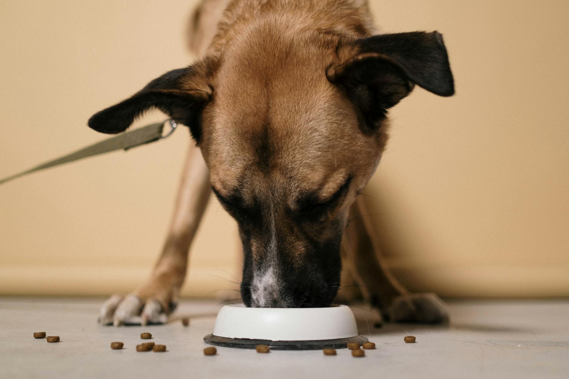 Best Dog Food for Allergies in 2026
