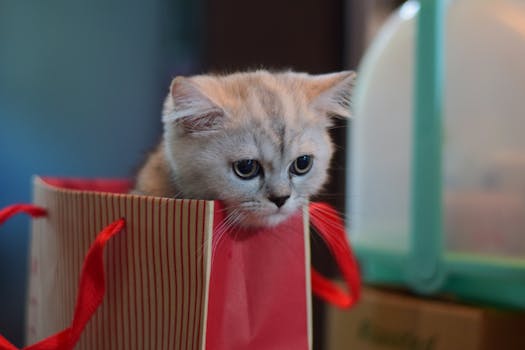 Meowbox vs Kitten Surprise: Best Cat Box?